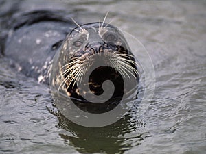 Harbor Seal