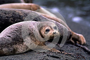 Harbor seal