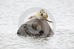 Harbor Seal photo