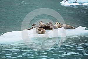 Harbor seal