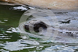 Harbor Seal