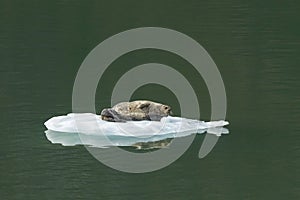 Harbor Seal with Baby on Iceberg in Tracy Arm Alaska