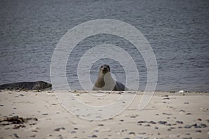 Harbor Seal on the beach.
