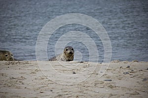 Harbor Seal on the beach.