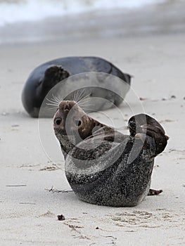 Harbor Seal Being Cute