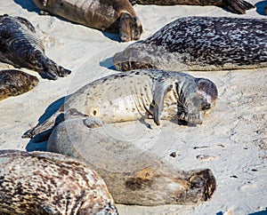 Harbor Seal Cleaning