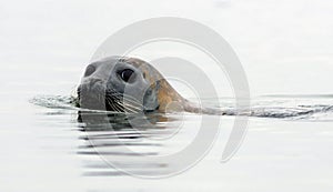 Harbor Seal closeup swimming on a misty morning in Maine on the Sheepscot River