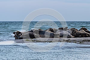 A harbor seal colony resting on a sandbank near the ocean. Picture from Falsterbo in Scania, Sweden