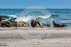 A harbor seal colony resting on a sandbank near the ocean. Picture from Falsterbo in Scania, Sweden