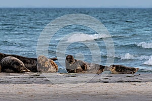 A harbor seal colony resting on a sandbank near the ocean. Picture from Falsterbo in Scania, Sweden