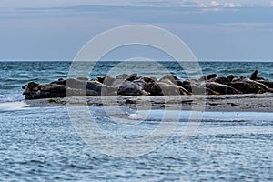 A harbor seal colony resting on a sandbank near the ocean. Picture from Falsterbo in Scania, Sweden