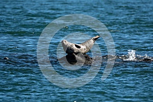 Harbor Seal