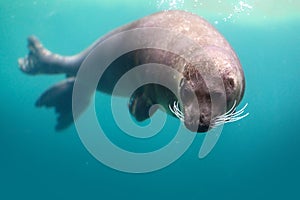 Harbor Seal diving underwater or Common Seal