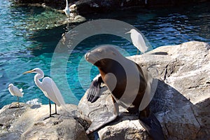 Harbor seal and egrets at Seaworld pool