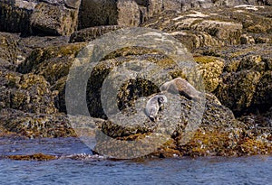 Harbor seal family on a rocky coast in maine photo