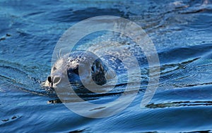 Harbor seal
