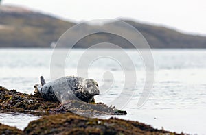 Harbor Seal hauling on a misty morning in Maine on the Sheepscot River