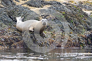 Harbor Seal hauling on a misty morning in Maine on the Sheepscot River