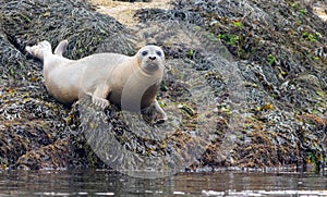 Harbor Seal hauling on a misty morning in Maine on the Sheepscot River