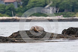 Harbor Seal hauling on a rock on a summer morning, Muscongus Bay, Maine