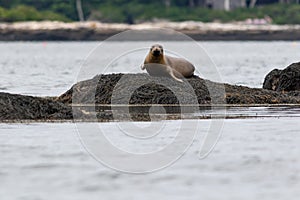 Harbor Seal hauling on a rock on a summer morning, Muscongus Bay, Maine