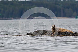 Harbor Seal hauling on a rock on a summer morning, Muscongus Bay, Maine