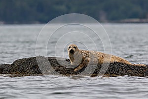 Harbor Seal hauling on a rock on a summer morning, Muscongus Bay, Maine