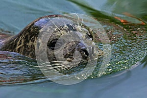 Harbor seal