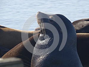 Harbor seal head shot in CA