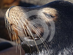 Harbor seal head shot in CA