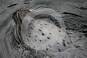 Harbor seal head in water