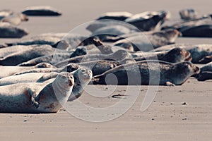 Harbor seal, Helgoland Germany