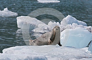 Harbor Seal on Ice Flow photo