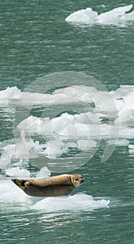 Harbor Seal on Iceflow