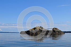 Harbor Seal island, Quadra Island BC photo