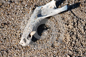 Harbor seal jaw bone sandy beach Cape Cod