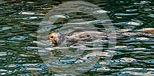 Harbor Seal in Lerwick Harbour
