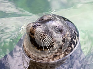 Harbor seal looking out of the water