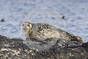 Harbor seal lying on a rock island Bering photo