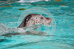 Harbor seal. Mammal and mammals. Water world and fauna. Wildlife and zoology