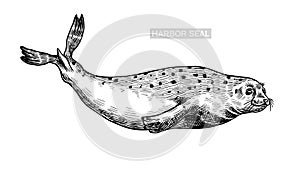 Harbor seal. Marine creatures, nautical animal or pinnipeds. Vintage retro signs. Doodle style. Hand drawn engraved