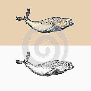 Harbor seal. Marine creatures, nautical animal or pinnipeds. Vintage retro signs. Doodle style. Hand drawn engraved