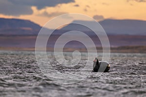 Harbor Seal near a beach in Iceland