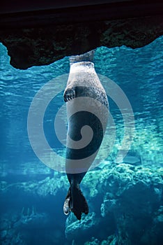 Harbor seal, phoca vitulina