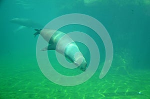 Harbor seal Phoca vitulina