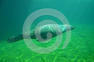 Harbor seal Phoca vitulina