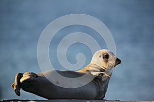 Harbor Seal (Phoca vitulina)