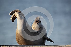 Harbor Seal (Phoca vitulina) photo