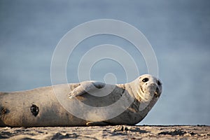 Harbor Seal (Phoca vitulina)