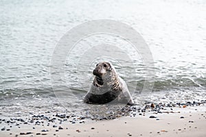 Harbor Seal Phoca vitulina